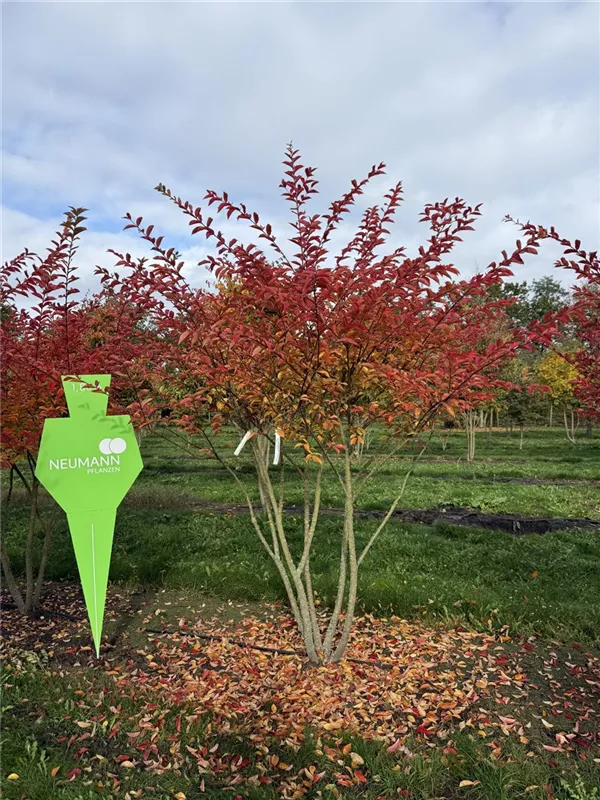 Lagerstroemia indica 'Natchez'