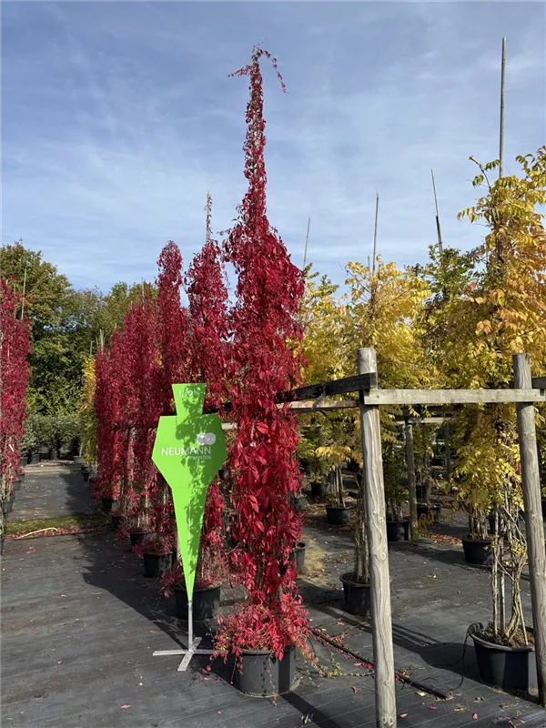 Parthenocissus quinquefolia 'Engelmannii'