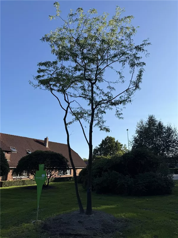 Gleditsia triacanthos 'Skyline'