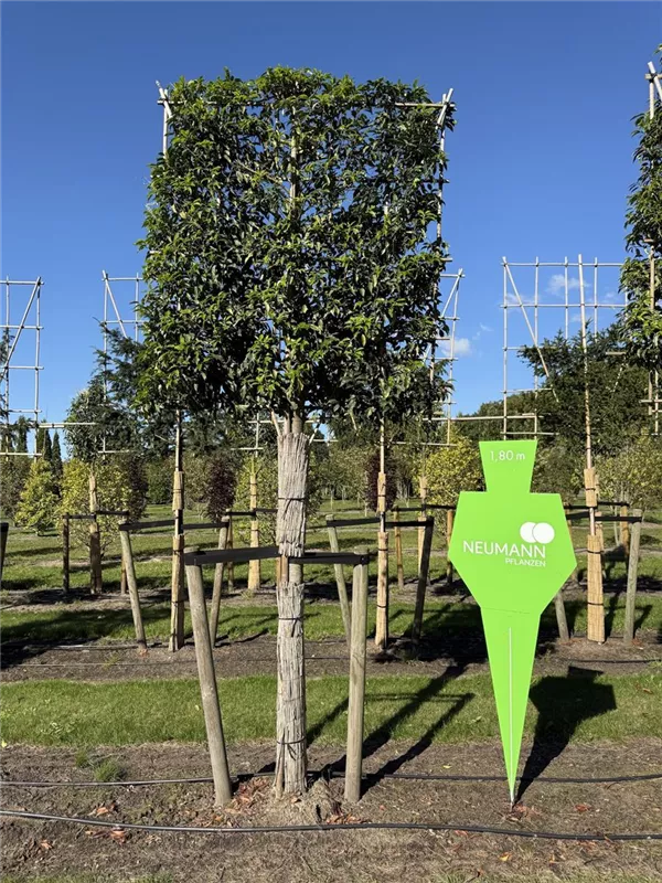 Prunus lusitanica 'Angustifolia'