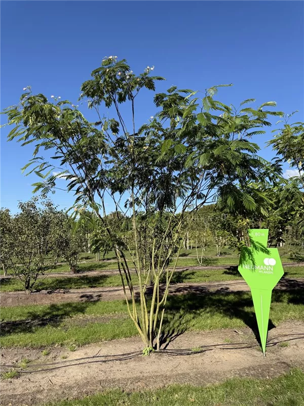 Albizia julibrissin 'Ombrella'