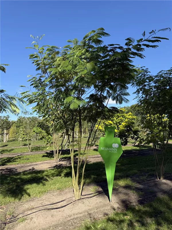 Albizia julibrissin 'Ombrella'