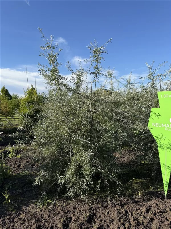 Pyrus salicifolia 'Pendula'