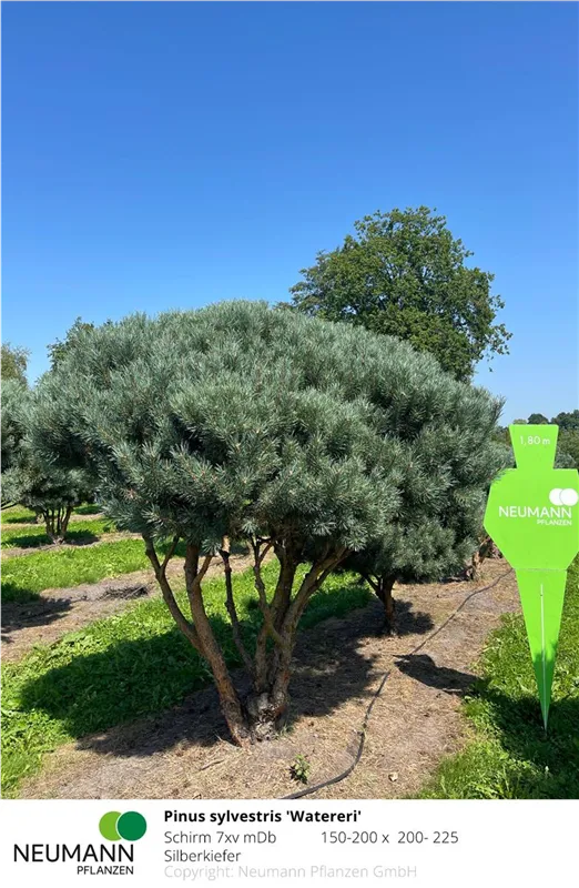 Pinus sylvestris 'Watereri'