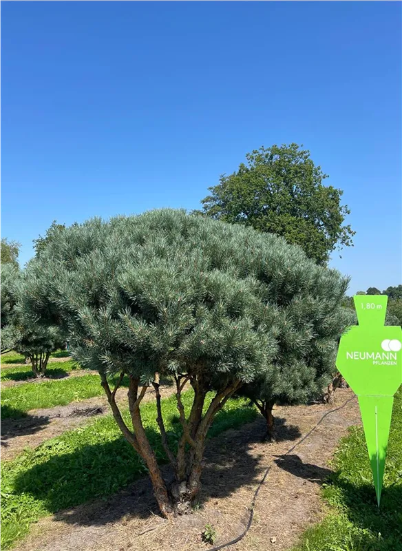 Pinus sylvestris 'Watereri'
