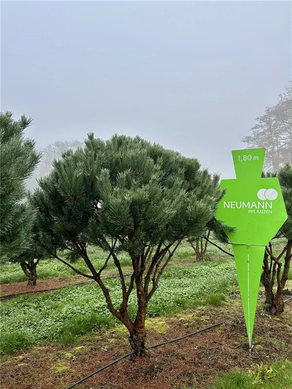 Pinus sylvestris 'Watereri'