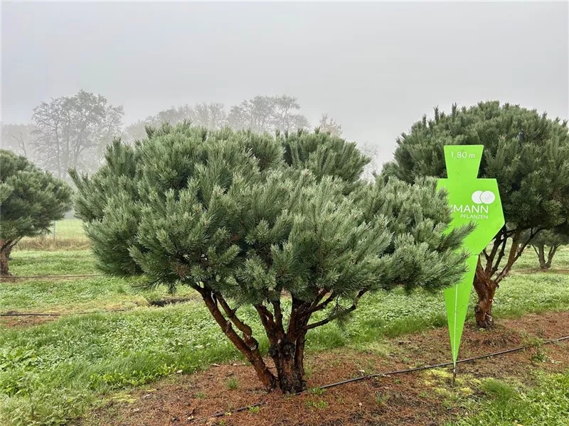 Pinus sylvestris 'Watereri'