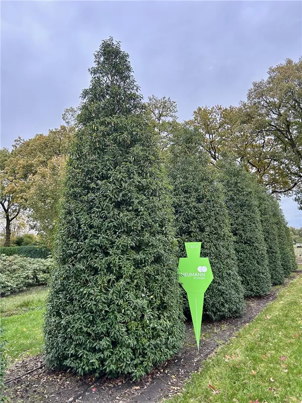 Prunus lusitanica 'Angustifolia'