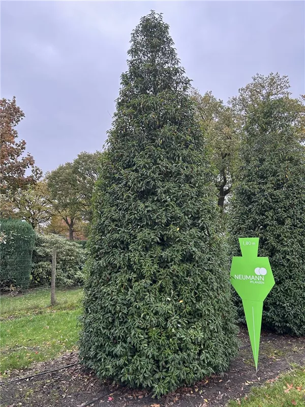 Prunus lusitanica 'Angustifolia'