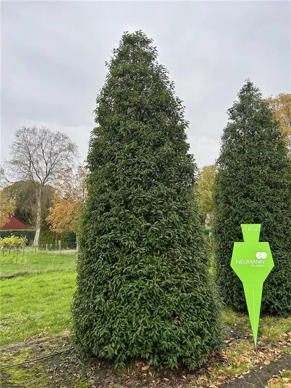 Prunus lusitanica 'Angustifolia'