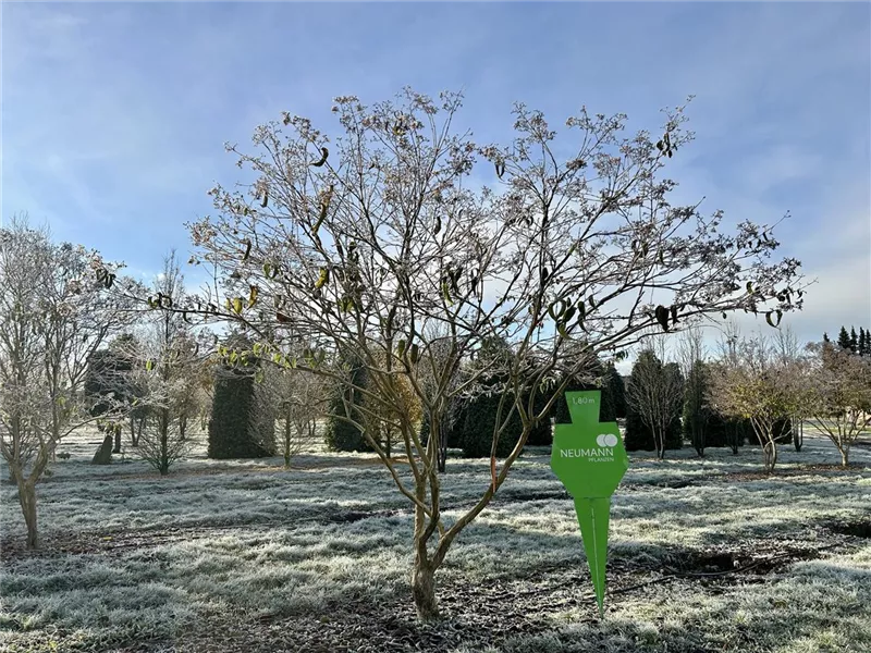 Heptacodium miconioides