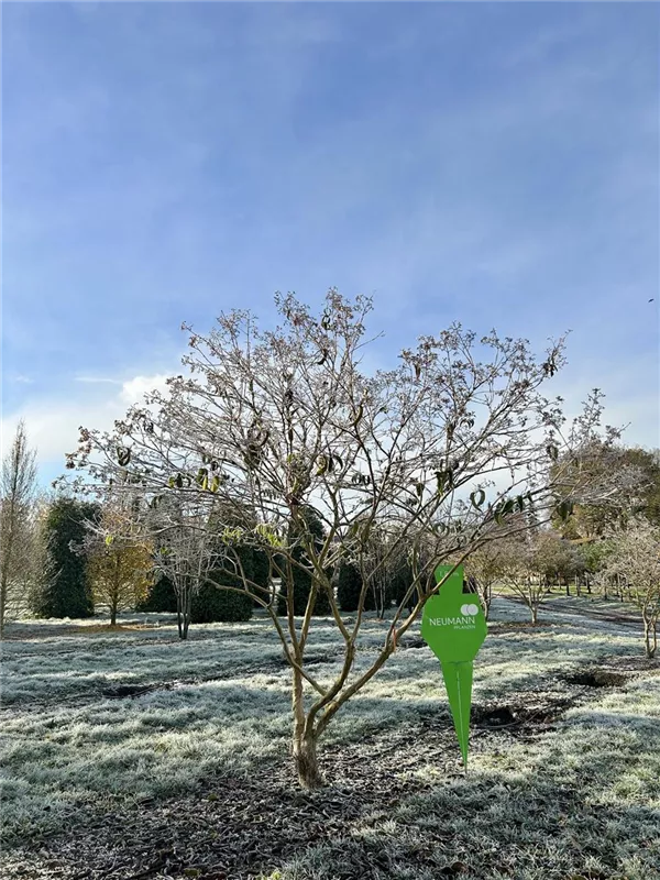 Heptacodium miconioides