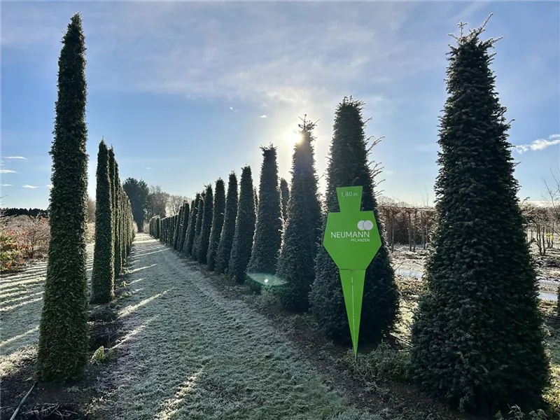 Taxus baccata 'Höpken's Gigant'
