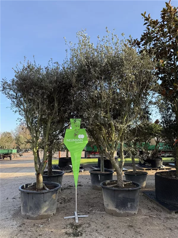 Quercus ilex 'Rotundifolia'