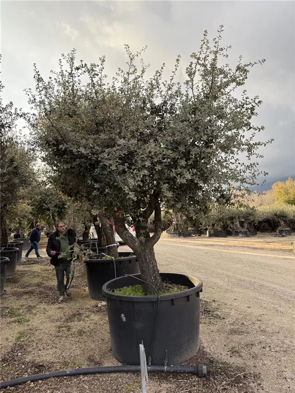 Quercus ilex 'Rotundifolia'