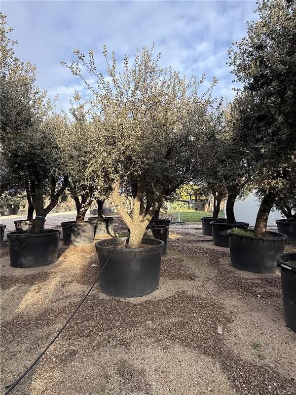 Quercus ilex 'Rotundifolia'