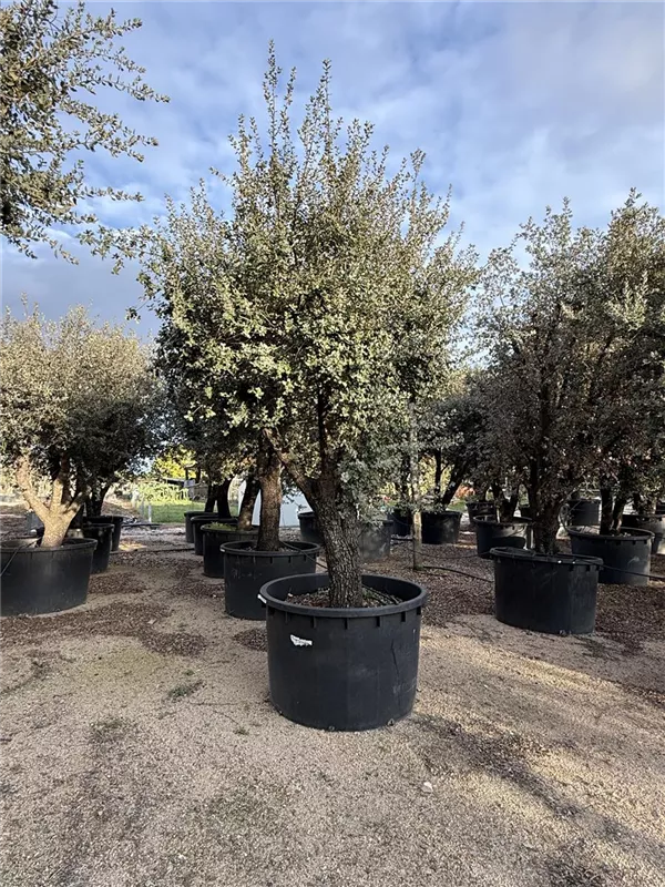 Quercus ilex 'Rotundifolia'
