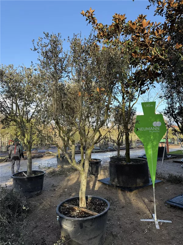 Quercus ilex 'Rotundifolia'