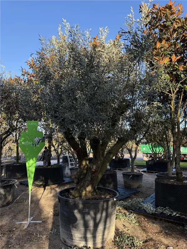 Olea europaea