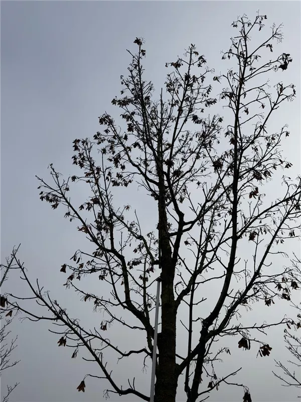 Acer platanoides 'Columnare'