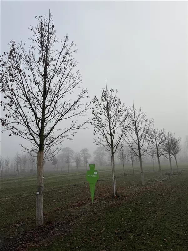 Acer platanoides 'Columnare'