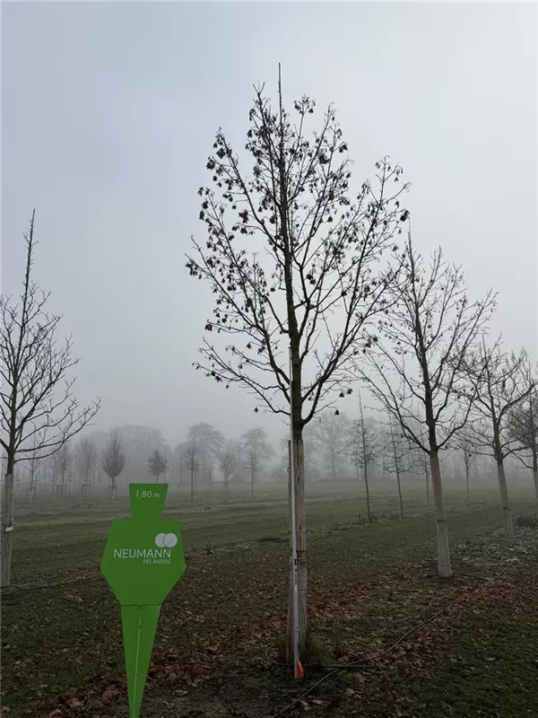 Acer platanoides 'Columnare'