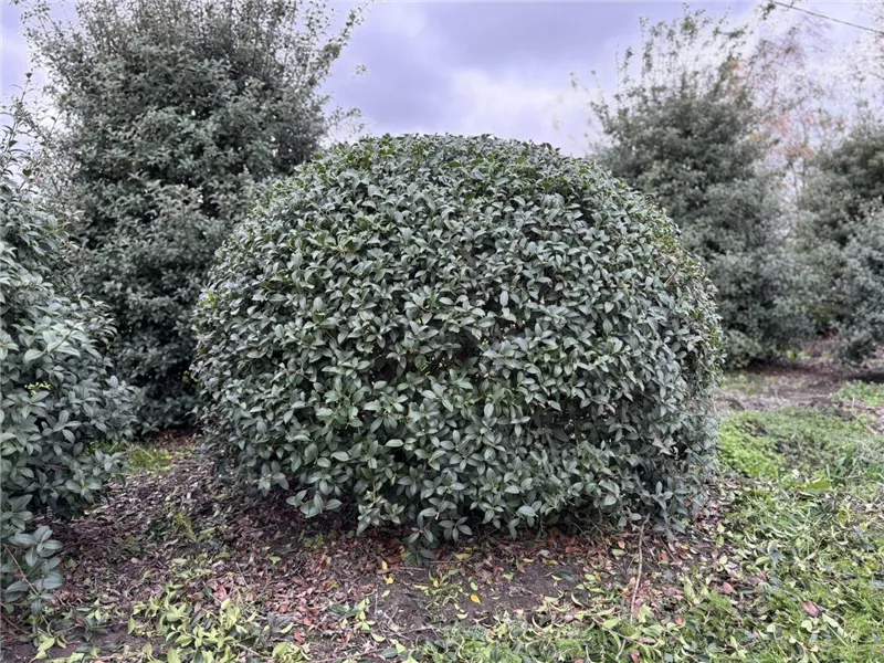 Osmanthus burkwoodii