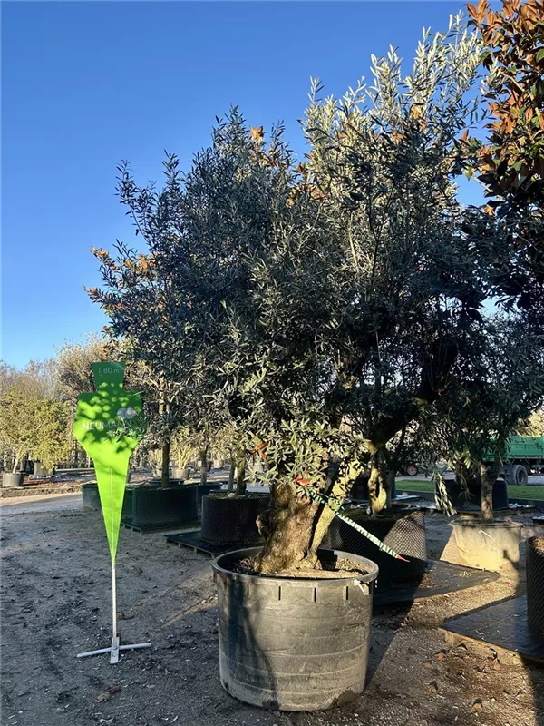 Olea europaea