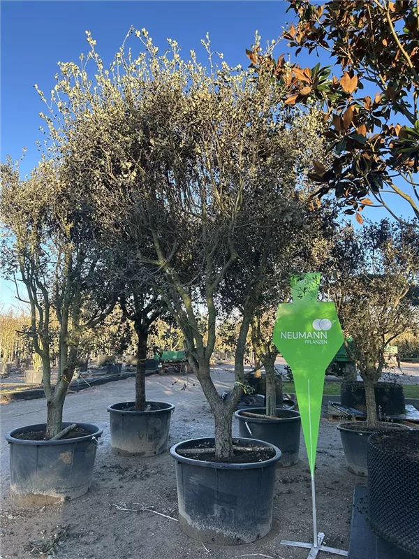Quercus ilex 'Rotundifolia'