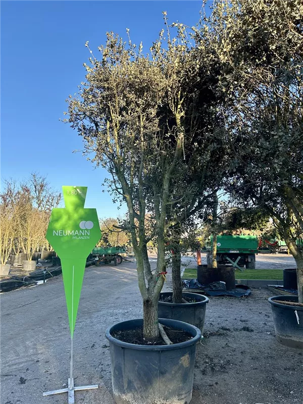 Quercus ilex 'Rotundifolia'