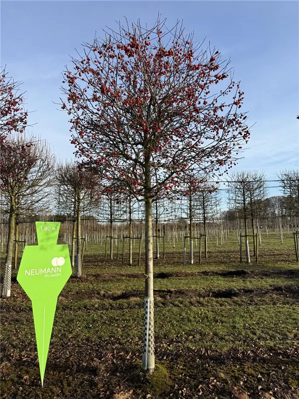 Malus 'Evereste' -R-