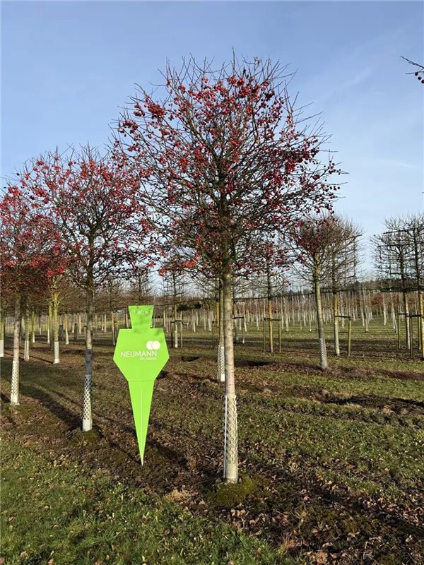 Malus 'Evereste' -R-