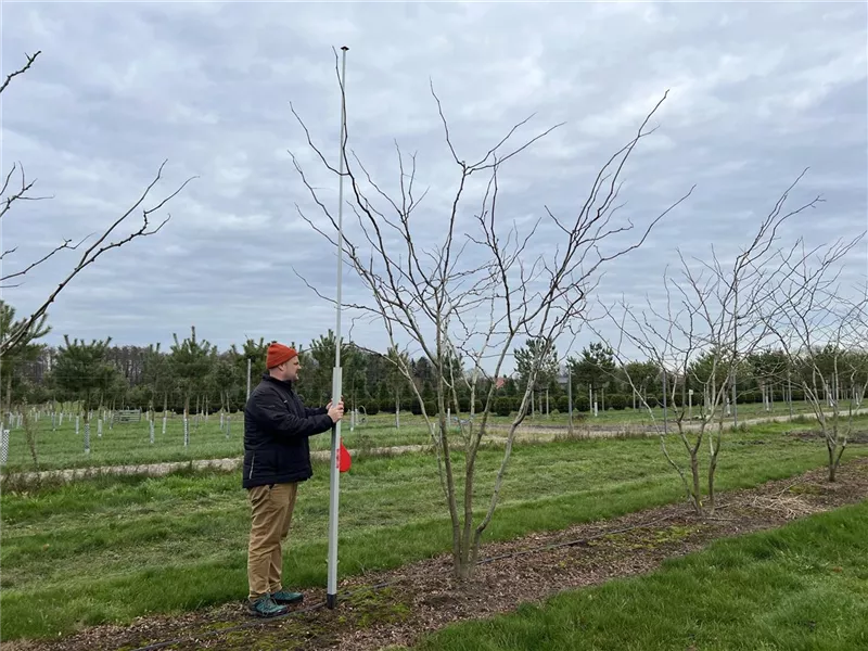 Gleditsia triacanthos 'Sunburst'