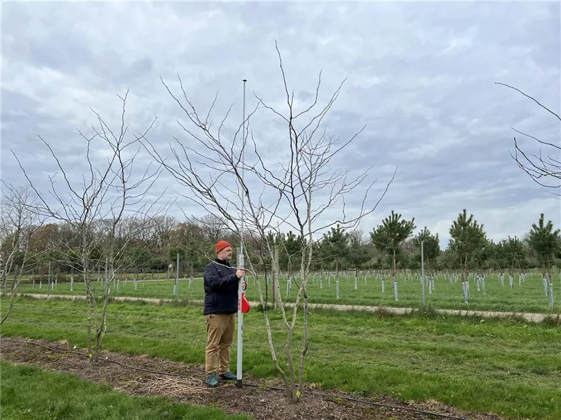 Gleditsia triacanthos 'Sunburst'