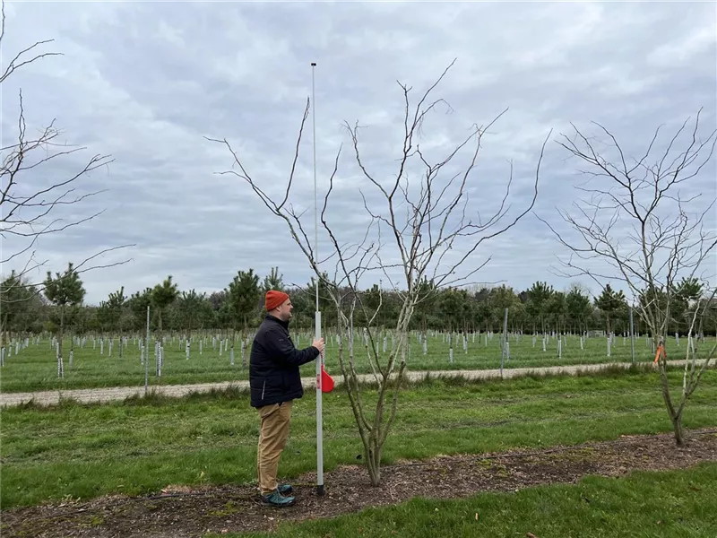 Gleditsia triacanthos 'Sunburst'