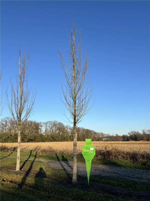 Ulmus 'Columella' -S-