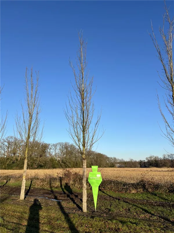 Ulmus 'Columella' -S-