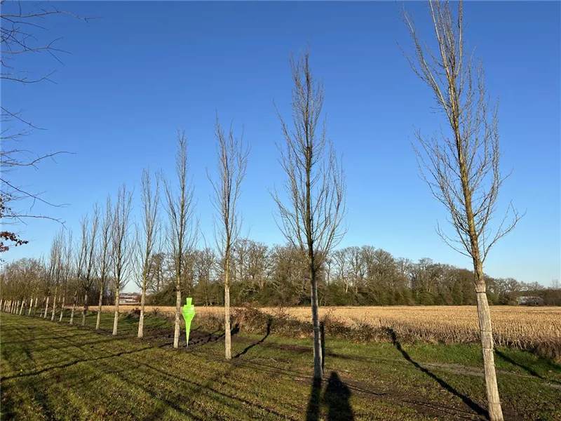 Ulmus 'Columella' -S-