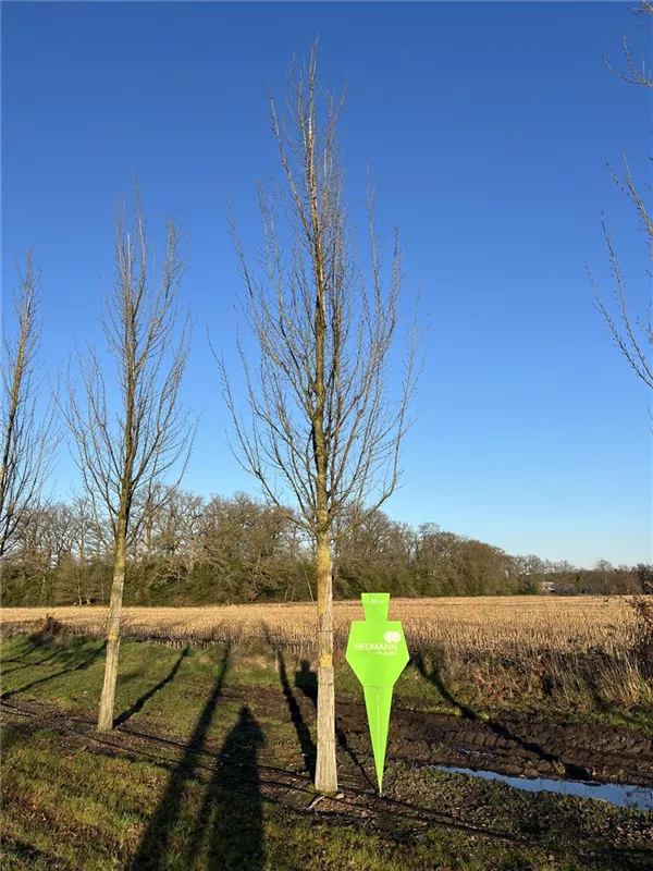 Ulmus 'Columella' -S-