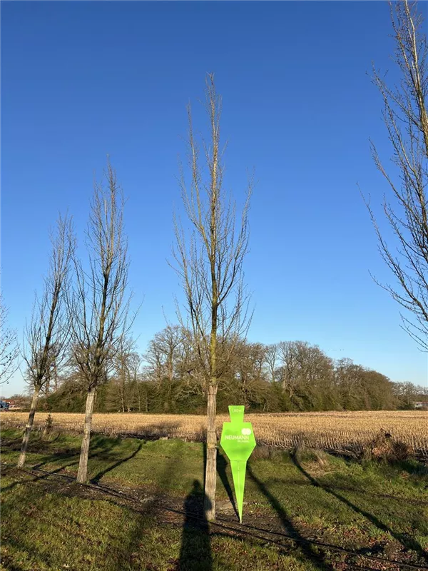 Ulmus 'Columella' -S-