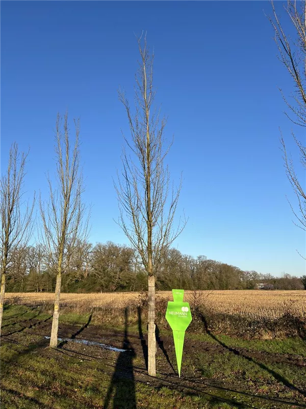 Ulmus 'Columella' -S-