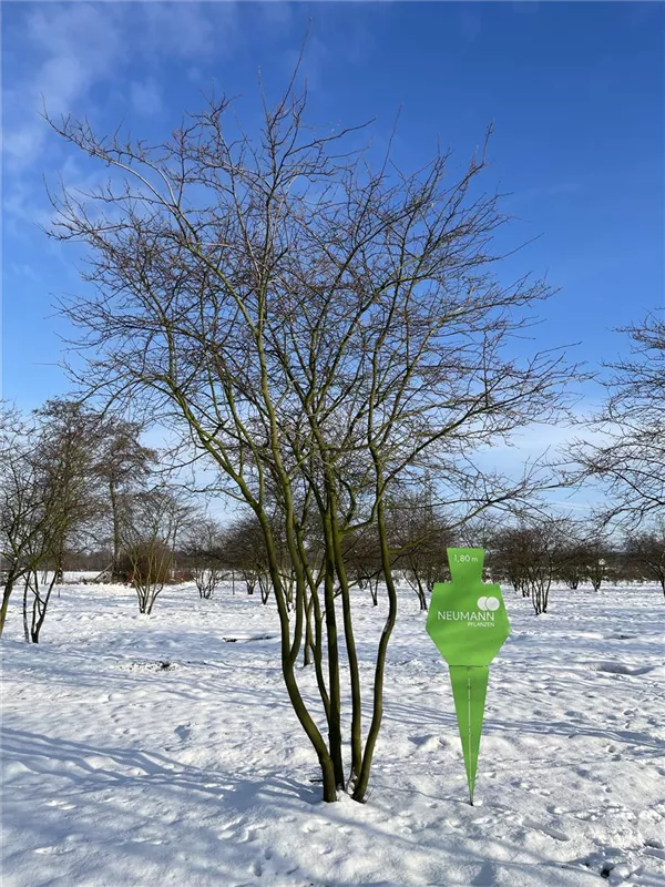 Amelanchier lamarckii