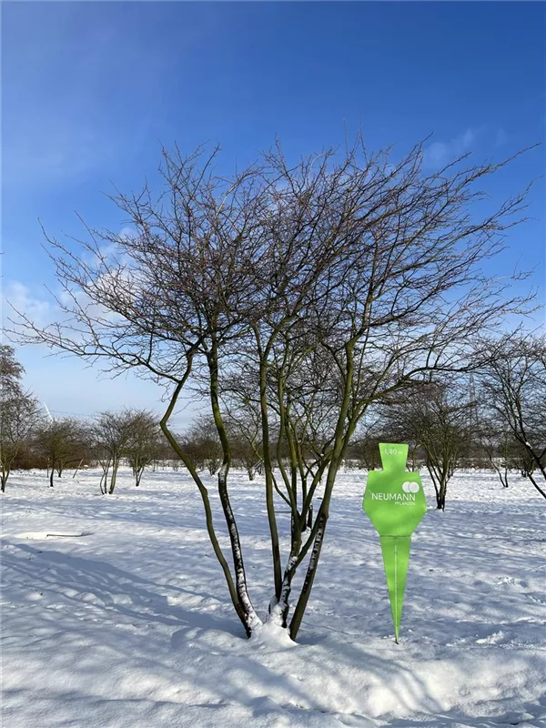 Amelanchier lamarckii