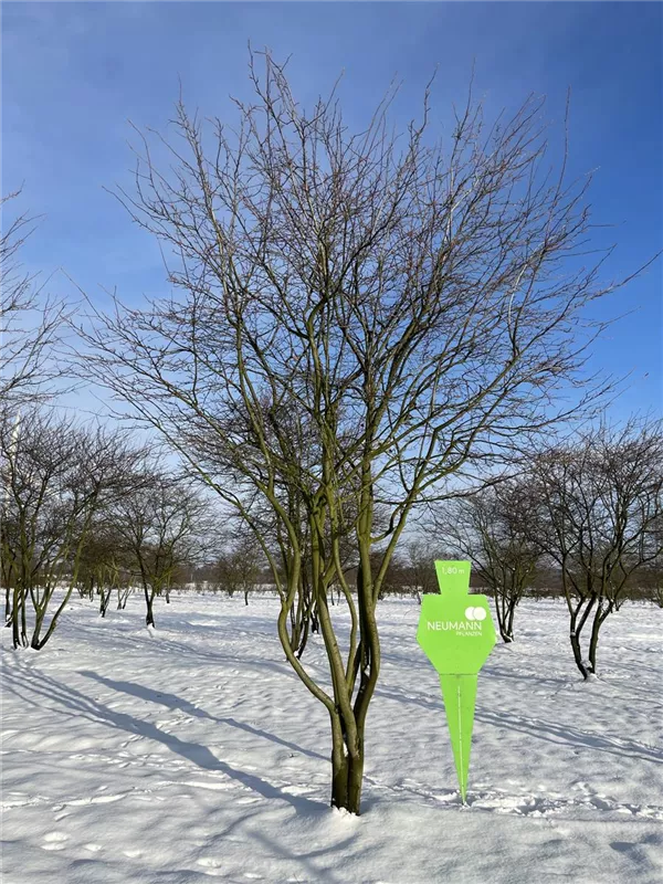 Amelanchier 'Ballerina'