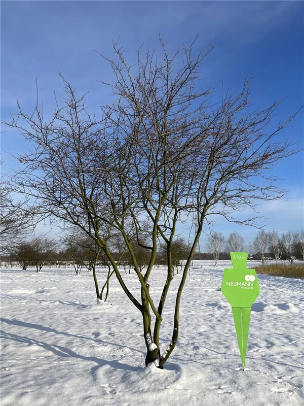 Amelanchier lamarckii