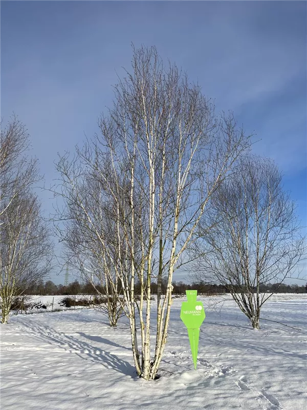 Betula jacquemontii