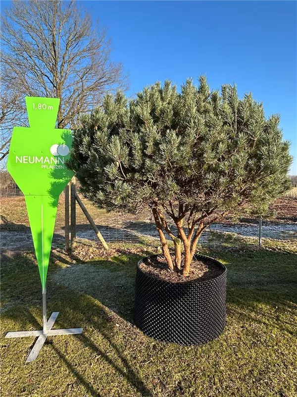 Pinus sylvestris 'Watereri'