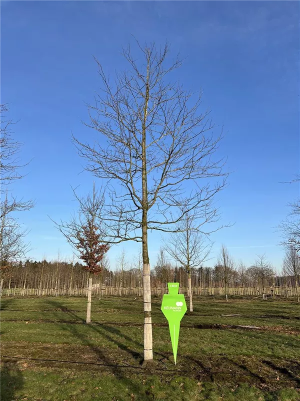 Gleditsia triacanthos 'Skyline'