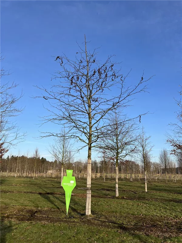 Gleditsia triacanthos inermis