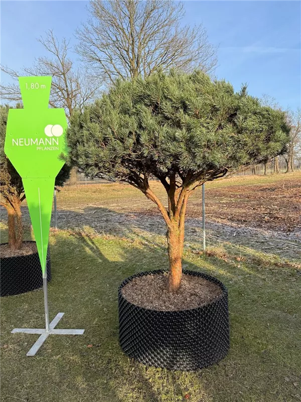 Pinus sylvestris 'Watereri'